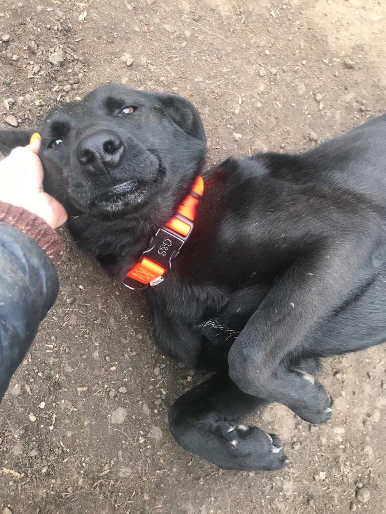 Чара прошла непростой путь по социализации и была вполне контактной, хотя и несмелой собакой.