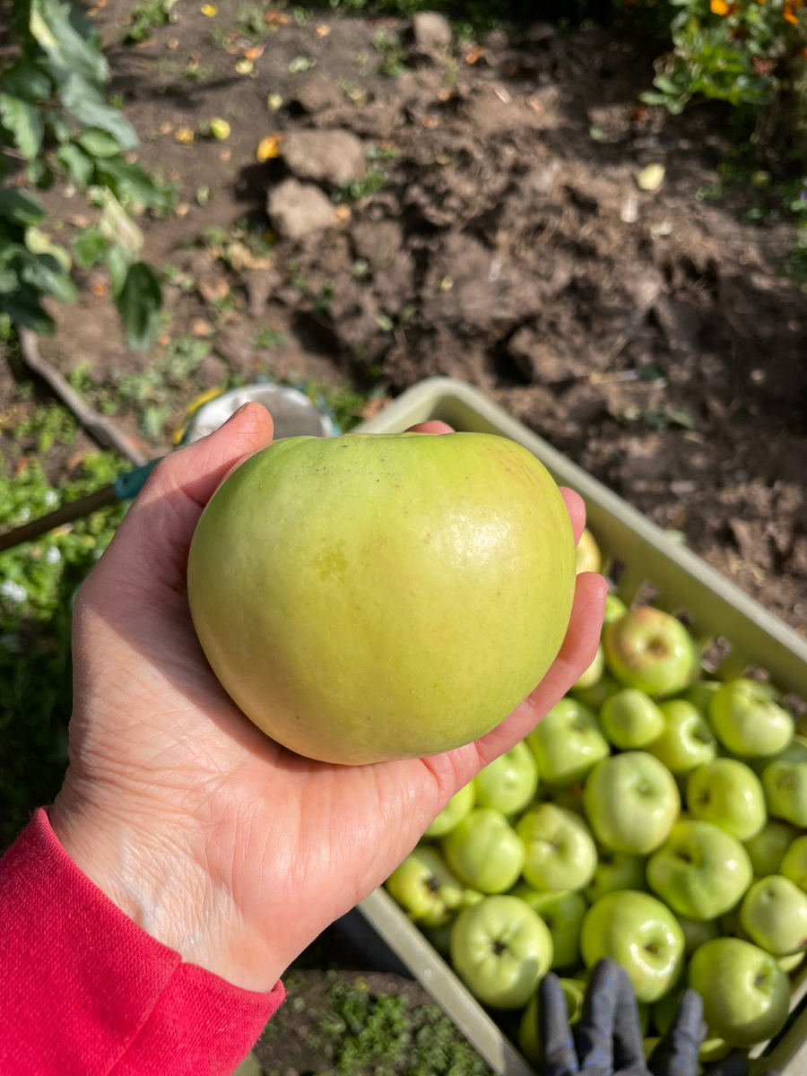 Это яблоки из моего сада в Омске. Урожай 2924. Феникс Алтайский - сорт проверенный временем 💚.