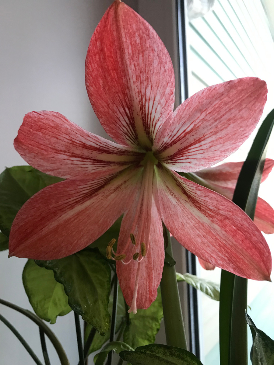 гиппеаструм