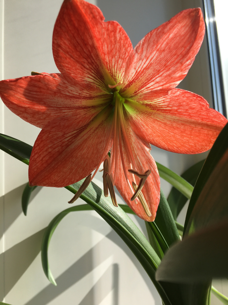 Гиппеаструм