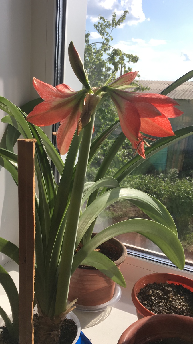 летнее цветение гиппеаструма