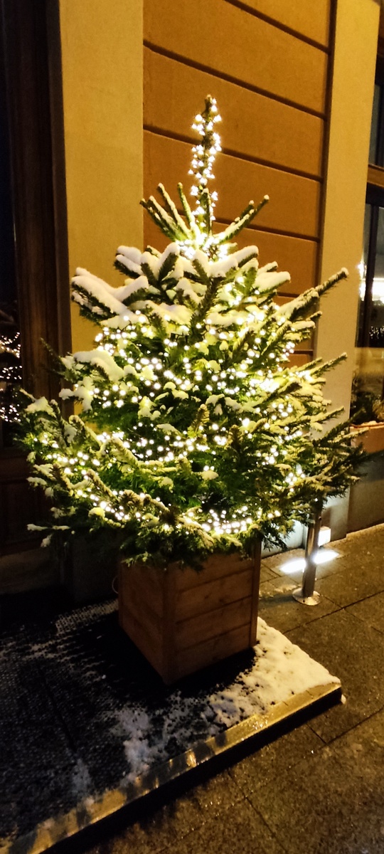 Ёлочка у входа в отель "Англетер"