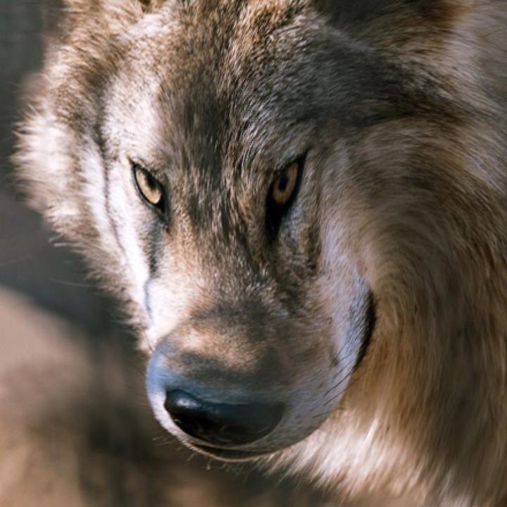 Ауф