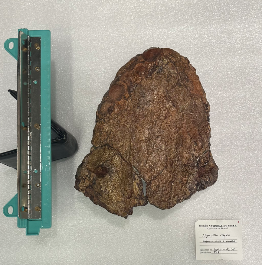 Череп нигерпетона в профиль