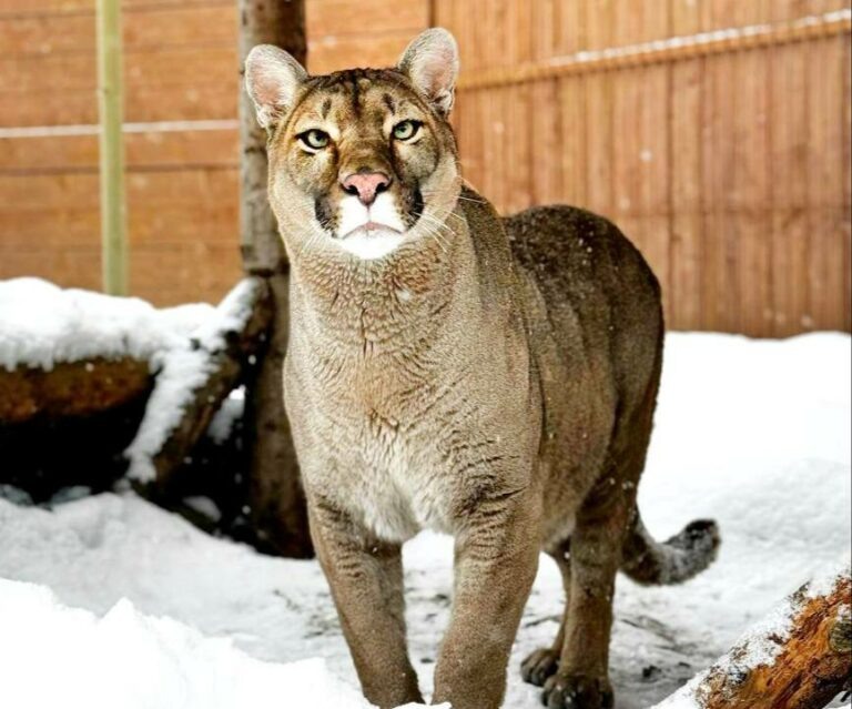    Московский зоопарк поделился фото пумы Бостона, спасенной в Сорочинске Андрей Севостьянов