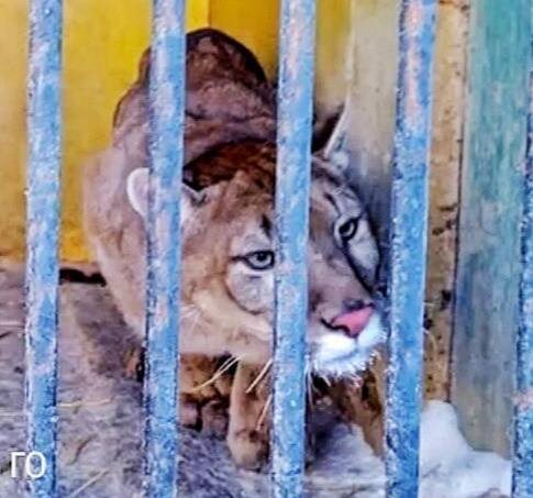    Московский зоопарк поделился фото пумы Бостона, спасенной в Сорочинске Андрей Севостьянов