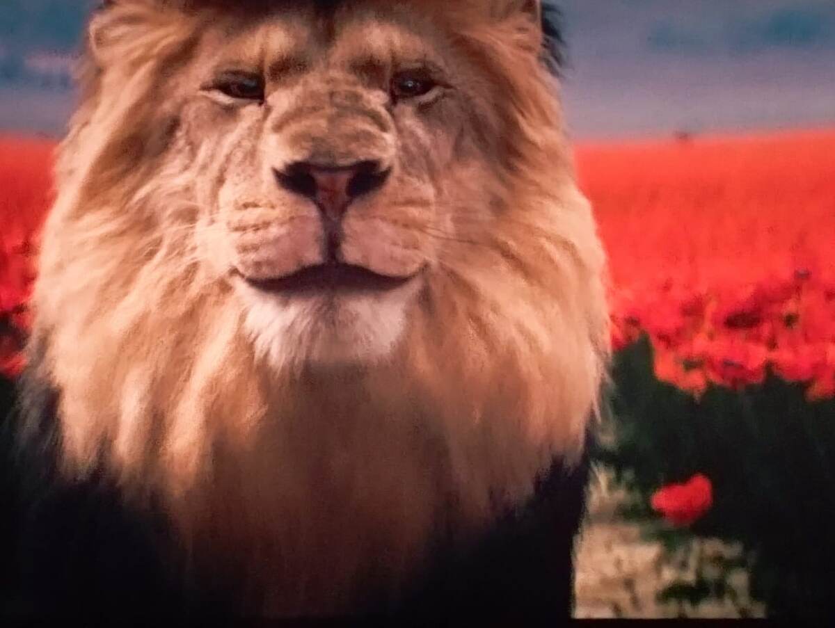 Лев похож на Аслана из Нарнии, правда ведь?) фото автора