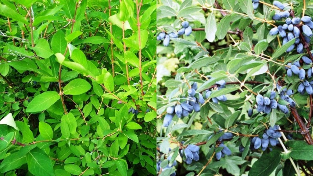 На снимке заметна разница между подкормленной и неподкормленной частью куста. Май 2024 года