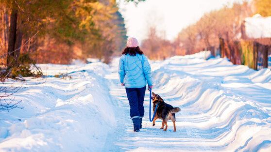    Праздничный стресс: как нарушение режима прогулок и питания влияет на собак в новогодние каникулы Андрей Бурков