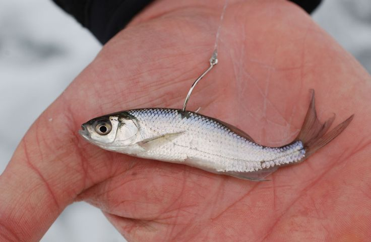 Фото с сайта: https://i.pinimg.com/736x/ef/57/92/ef5792b90cddcfb09ed558a42a9fcd08.jpg