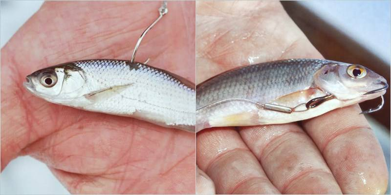 Фото с сайта: https://klev26.ru/wp-content/uploads/f/6/8/f685f641f8e928894afac94893ffca6d.jpeg