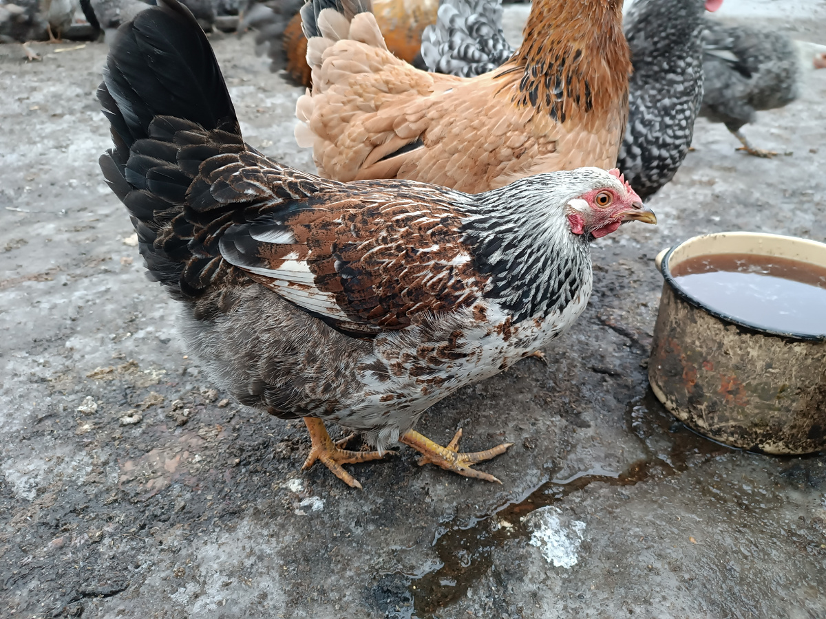 Вот такая красоточка-молодуха есть в моëм хозяйстве