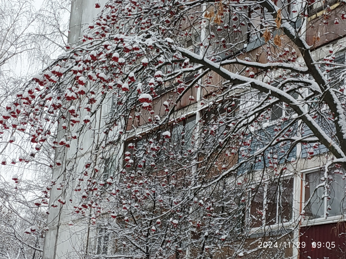 Рябины много, а зима пока не сурова