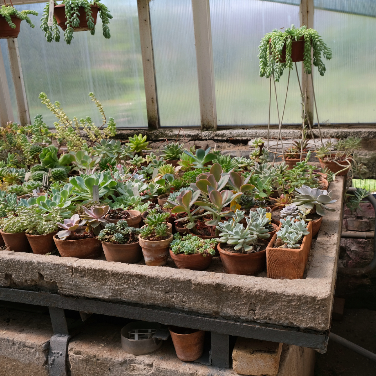 Внутри оранжереи с кактусами и суккулентами