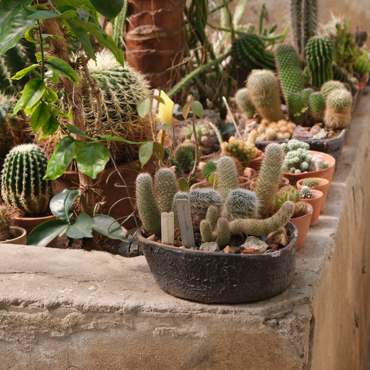 Плошка с маммиляриями