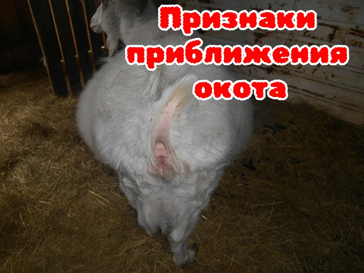 Коза перед окотом.