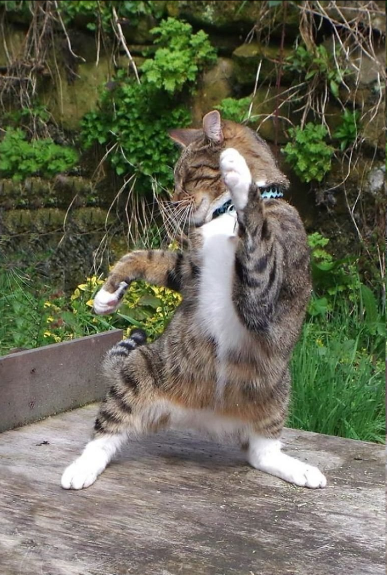 Котик живет здесь: https://avatars.dzeninfra.ru/get-zen_doc/2746214/pub_63c94beaaf11392a54622e40_63c94e6f85306158177ee965/scale_1200