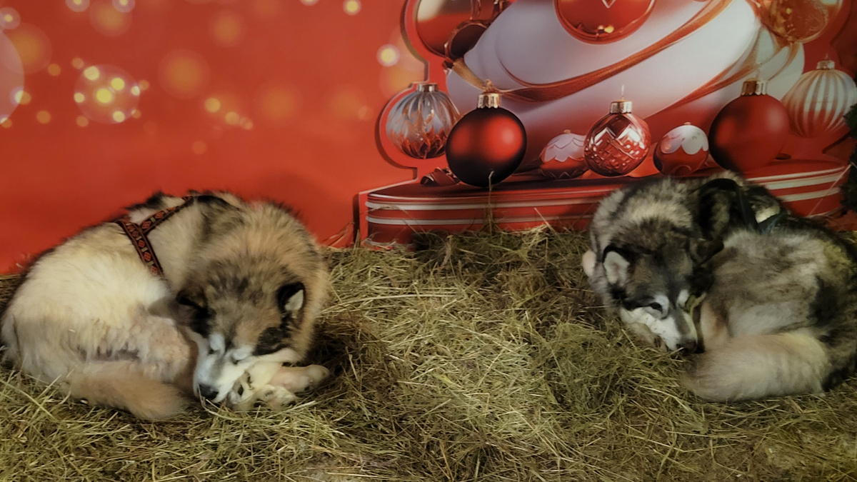 Отдыхают. Фото автора.