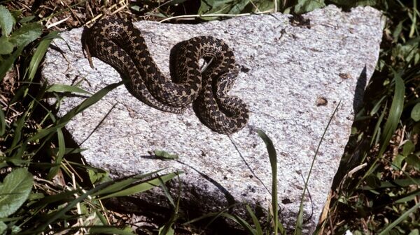    © РИА Новости . Дмитрий Дебабов