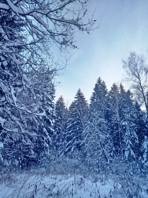 Зимний пейзаж. Автор- Татьяна Федотова. Москва, д. Богородское