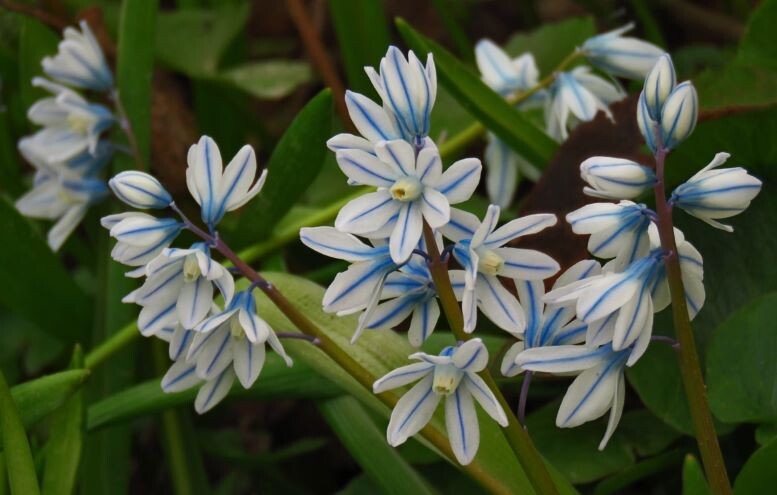 Пушкиния. Яндекс Картинки
