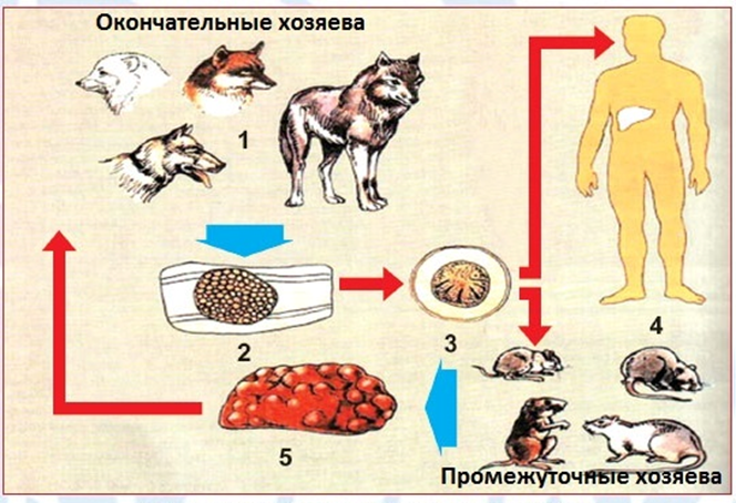 Окончательные и промежуточные хозяева Alveococcus multilocularis