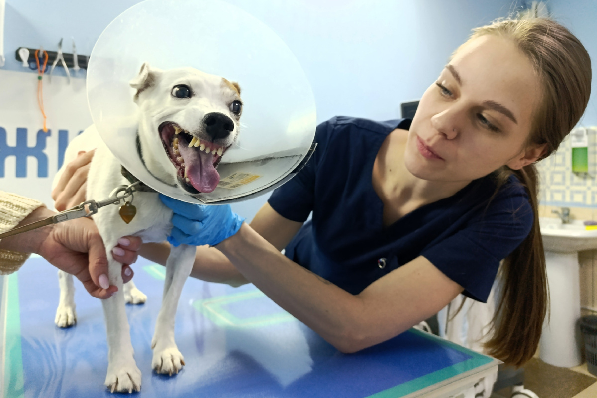 чистка параанальных желез животным.