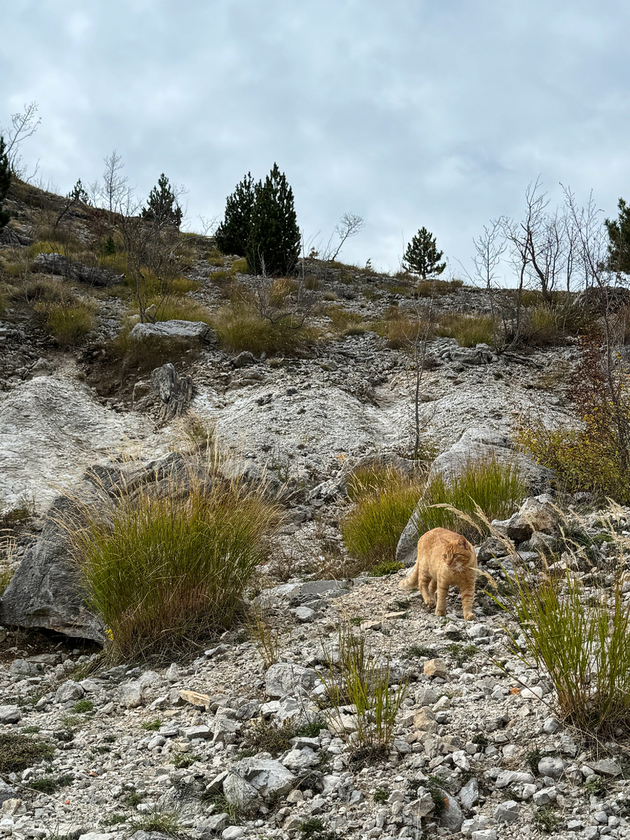 Усатый пограничник