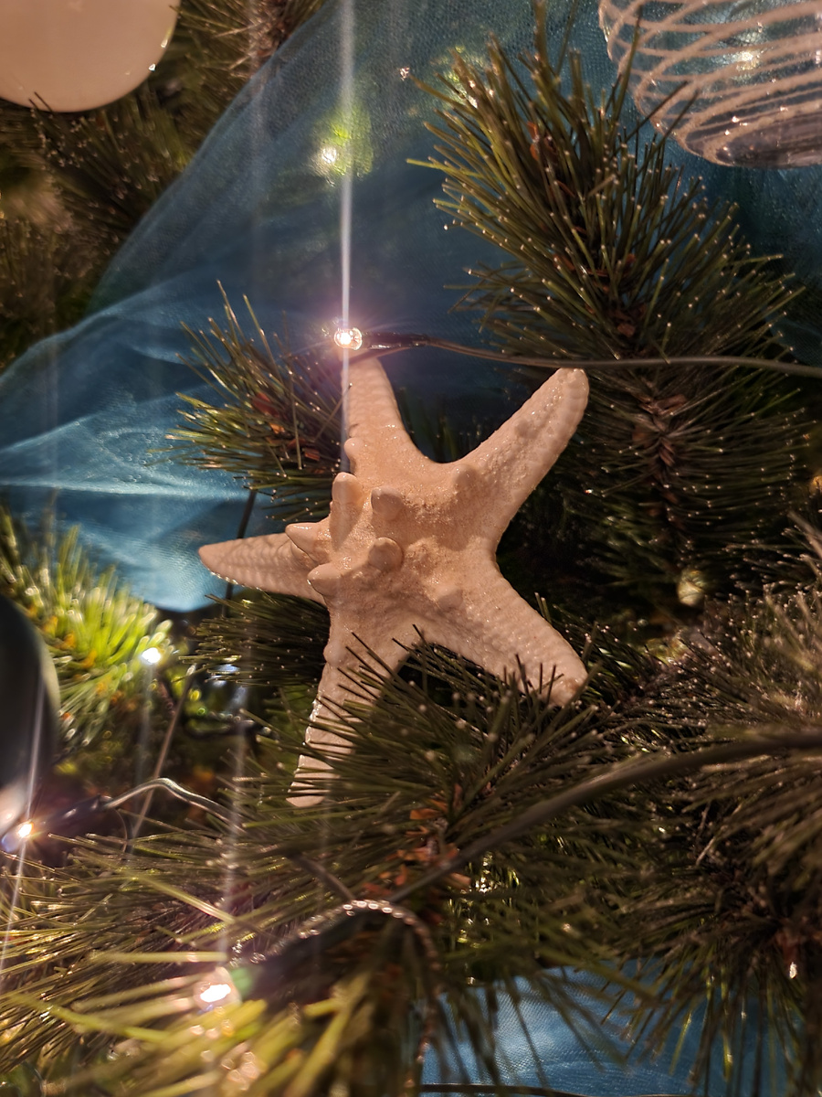 Настоящая морская звезда, сушеная