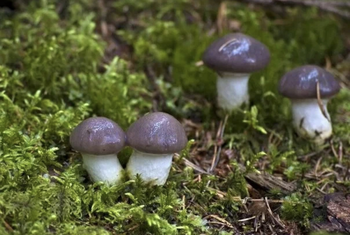 Мокруха еловая