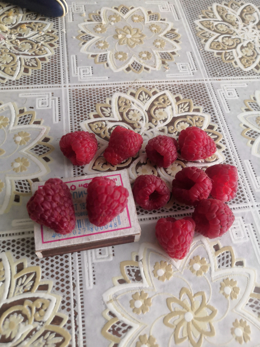 Ягоды малины сорта Феномен