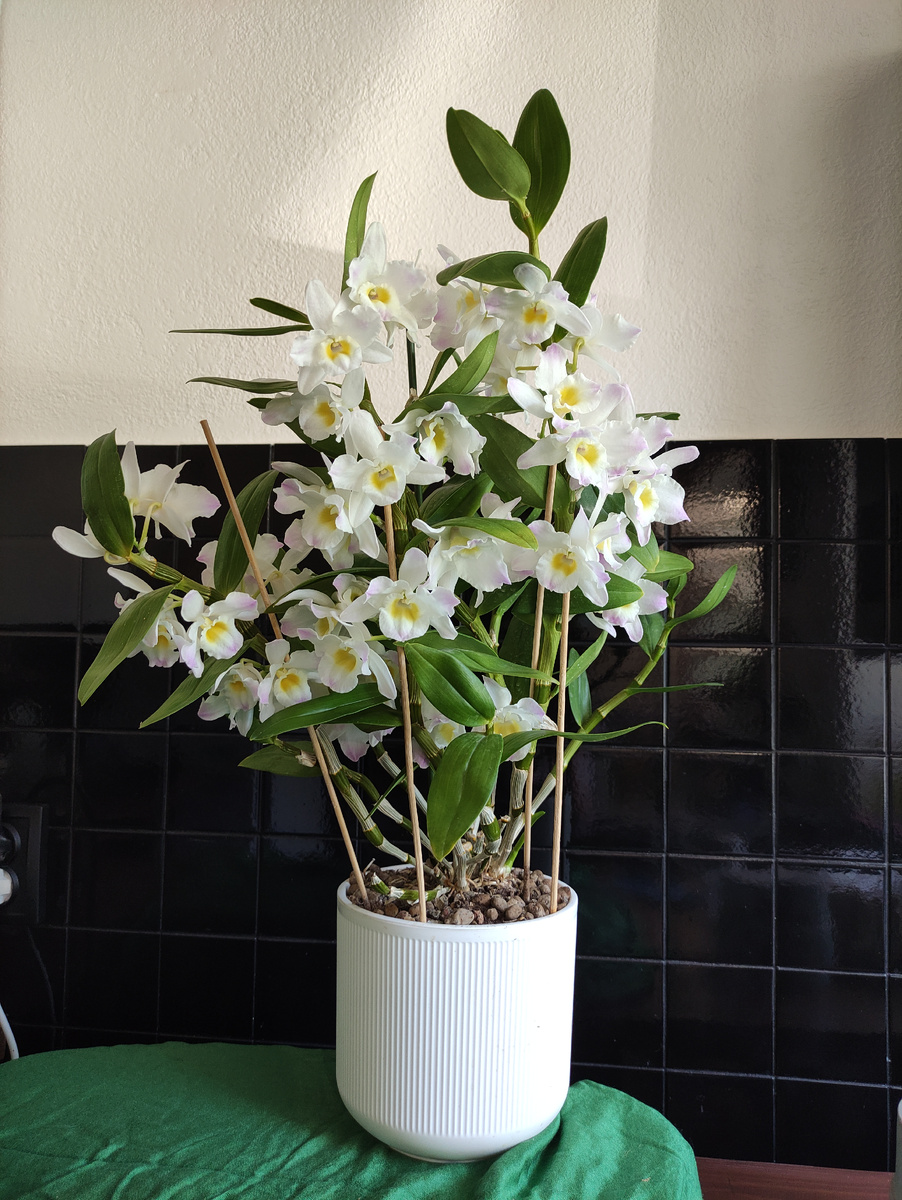 Январь 2024 г. Обильное цветение через год после покупки.