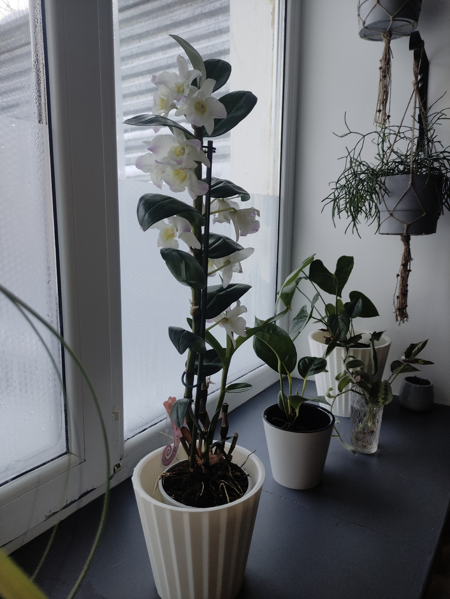 Январь 2023 г. Только из магазина.