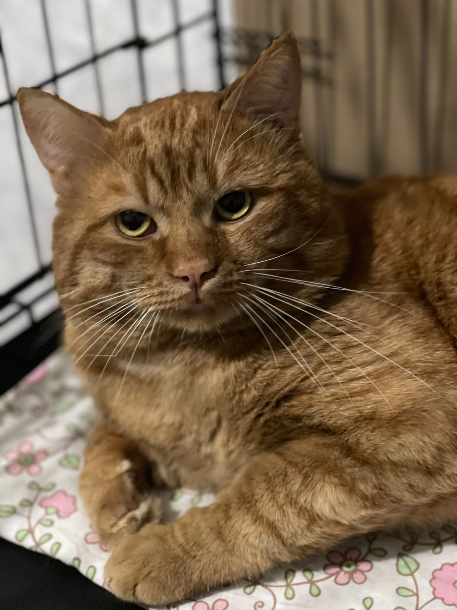 Чих у меня в приюте. Сейчас от стресса уже отошел