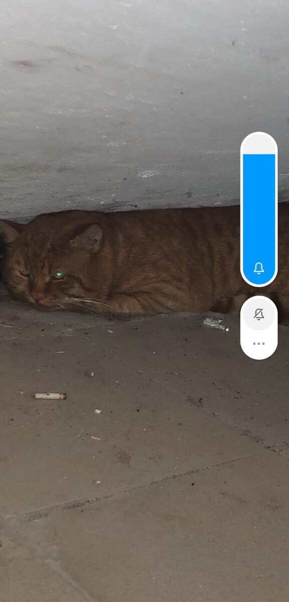 Фото прислали соседи