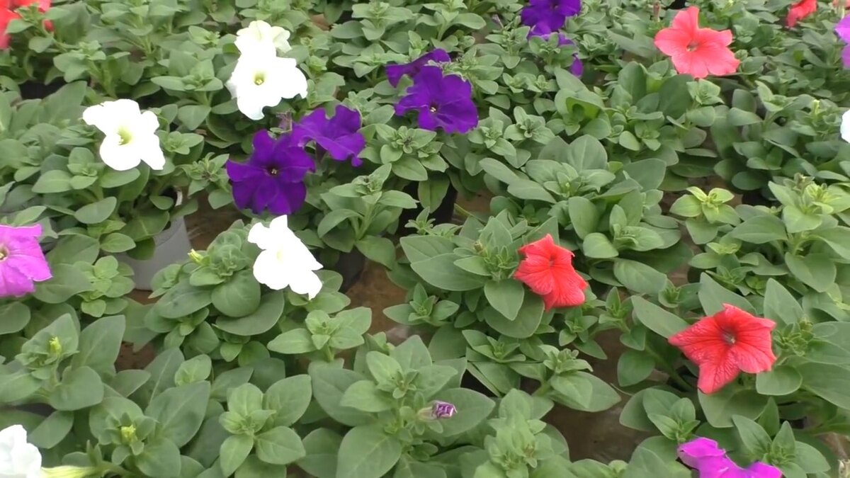 Дача. Сад. Цветы