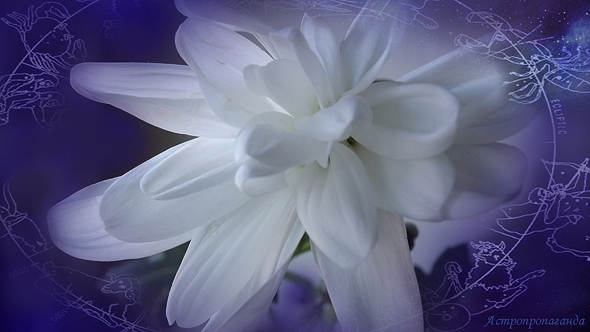 Гороскоп с 6 по 12 января 2025: ретро-Марс и другие планеты. 