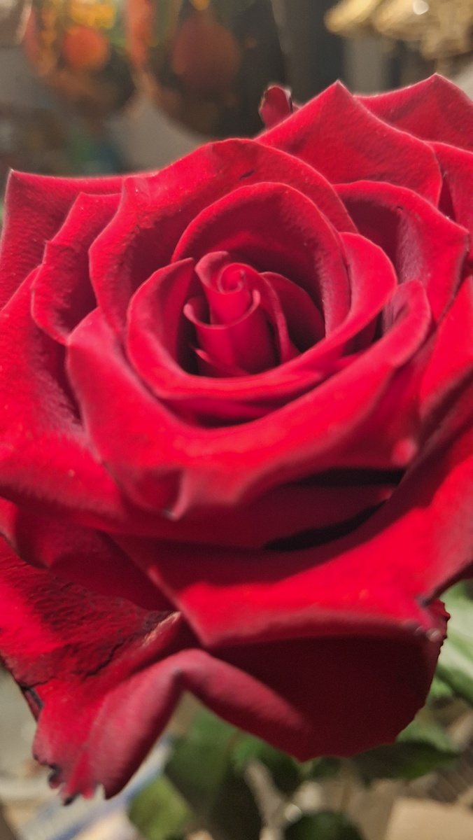 Мужчина розочку подарил, в прошлом году он мне 1 января тоже подарил, приятно