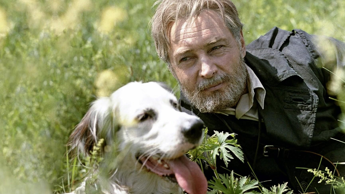 Английский сеттер - Бим