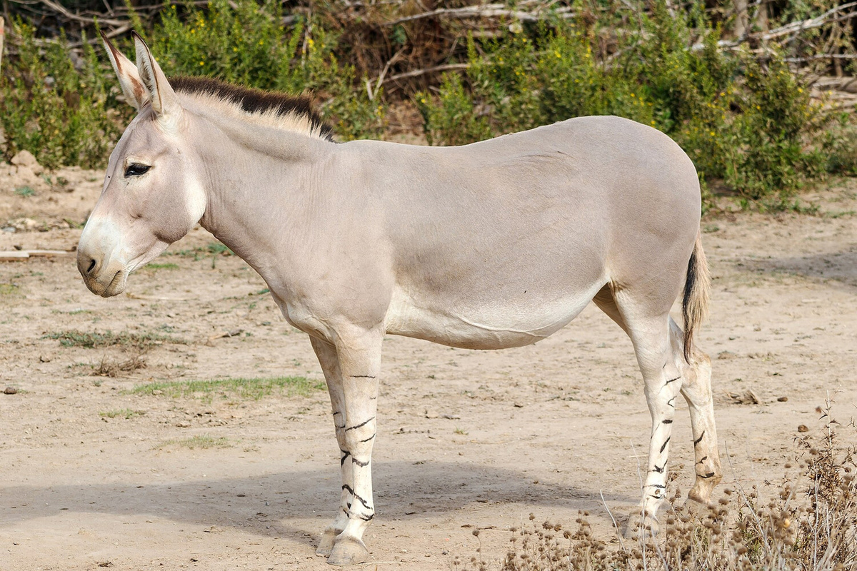    Фото: gazeta.ru Георгий