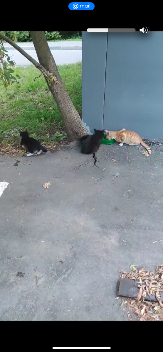 Маркиз (слева) и два его братика на автопарковке