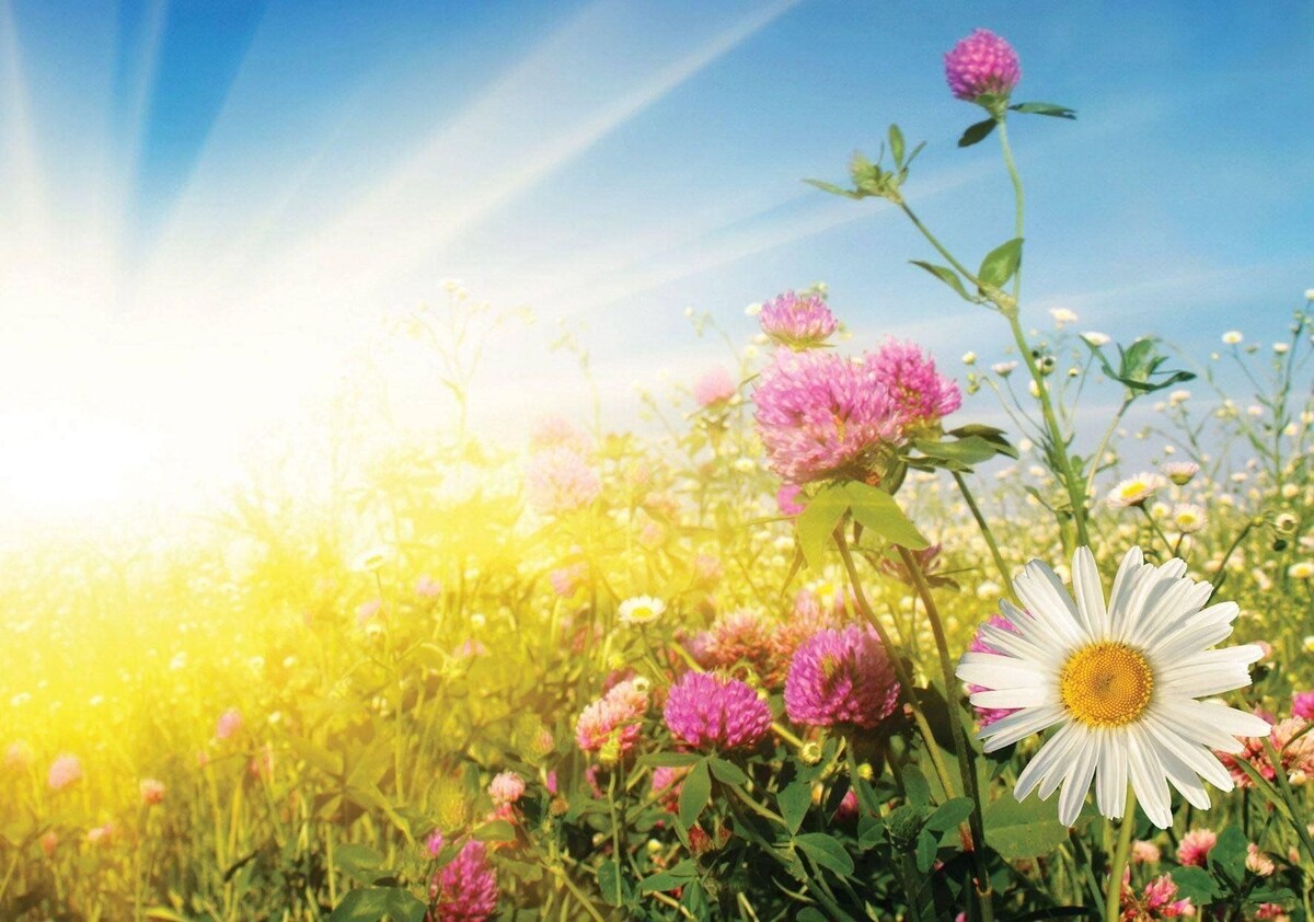 Солце, воздух и вода - наша лучшая еда!