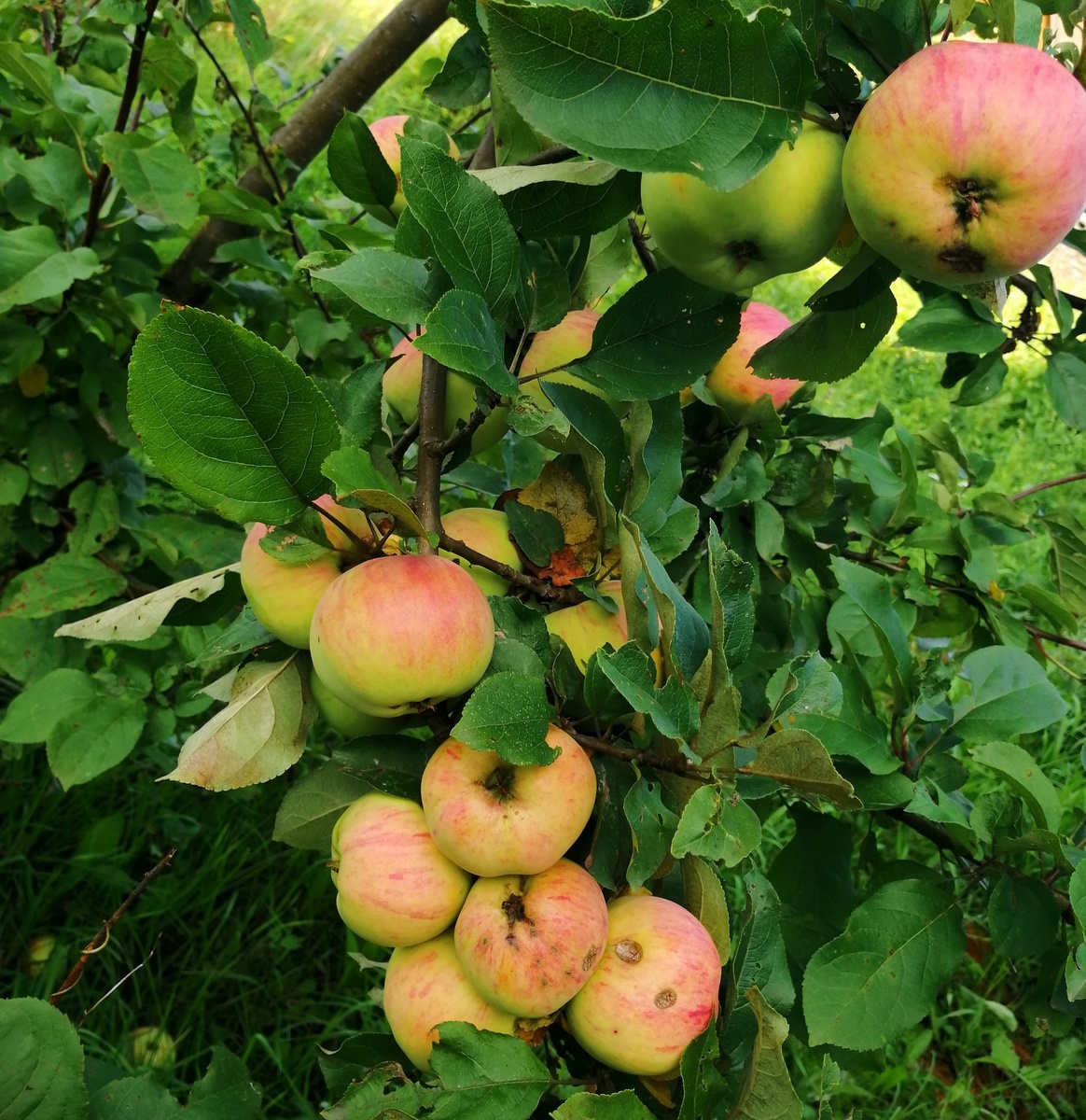 Самый первый урожай яблок в нашем саду 6 лет назад. Первая награда за пройденный путь. 