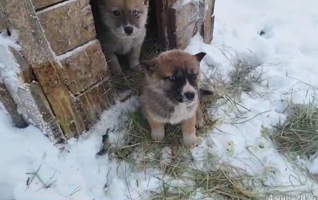г. Якутск, 2025 г. ворота ППБЖ…