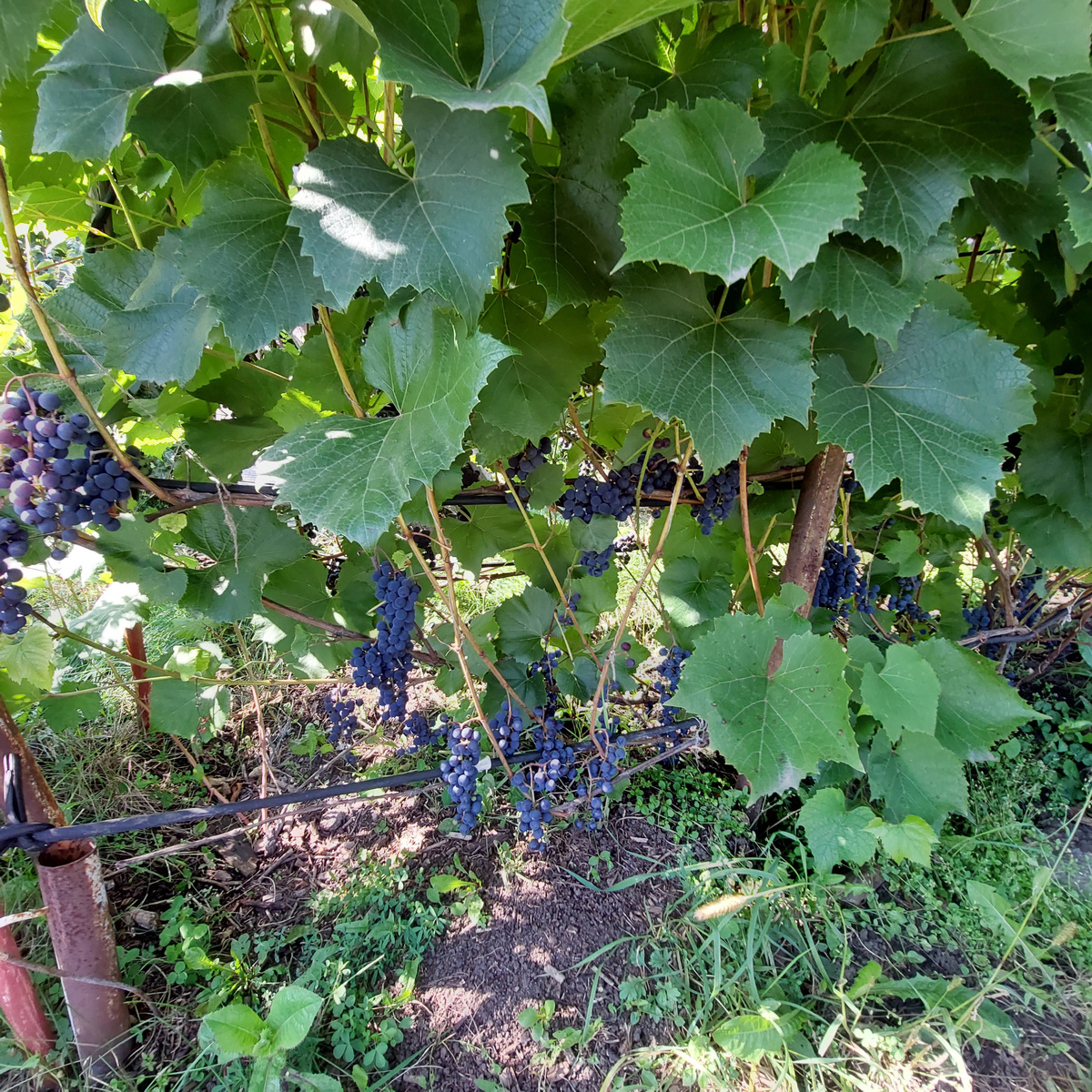 Наш синий виноград Изабелла.