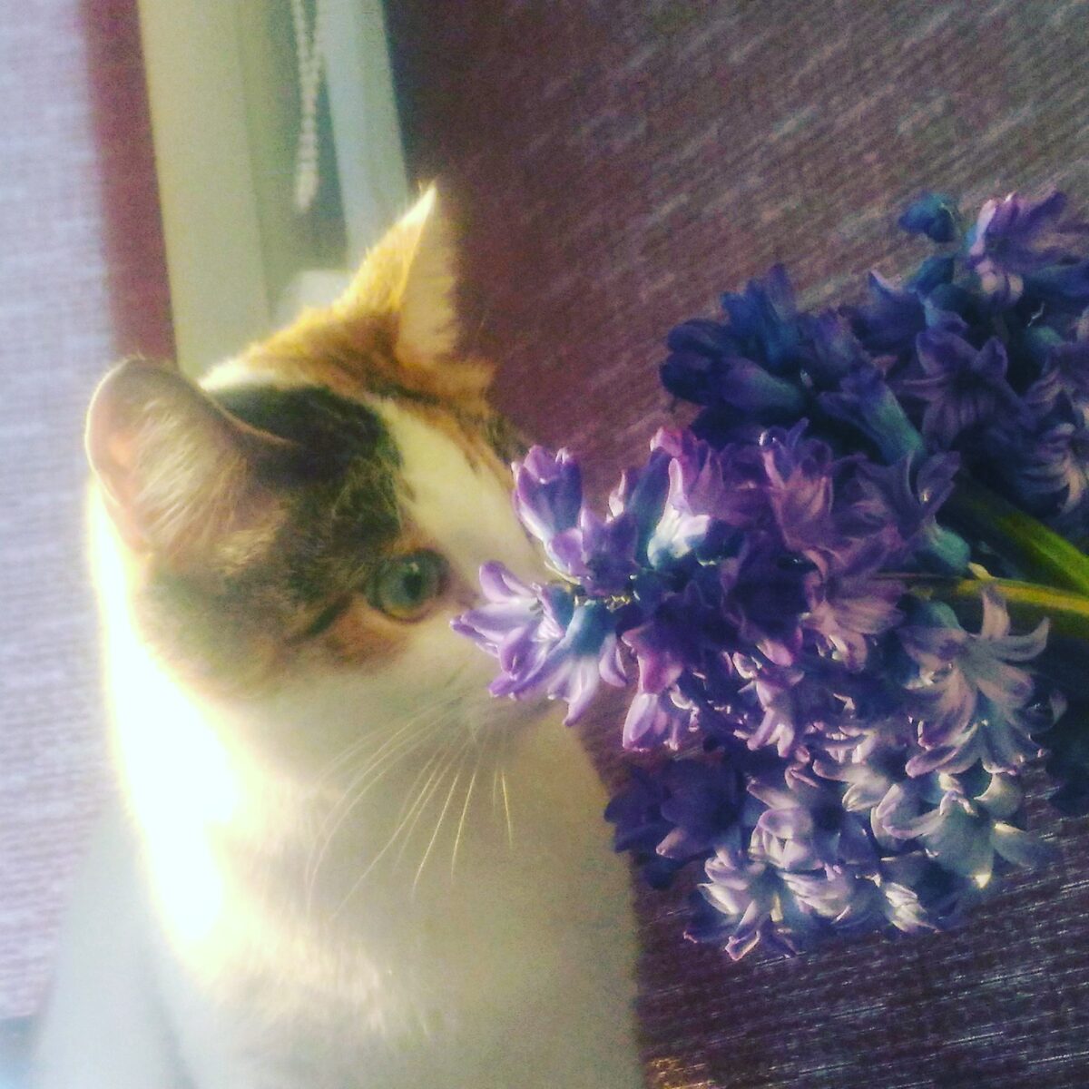 Кошка породы турецкий ван.