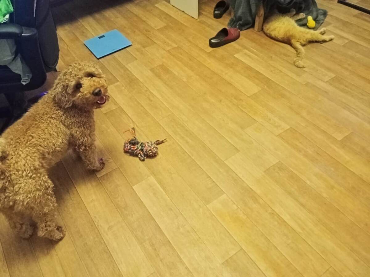 Румпель: - Почему мой колобок у Барсика? Барсик: - Я понял, зачем мне колобок. Педагогика... Учим собаку преодолевать страхи...