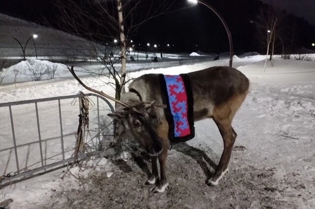    Оленей привезли в окружной центр со стойбища. Фото: АиФ-Югра/ Марина Дергунова
