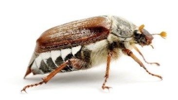 Фото: Яндекс картинки