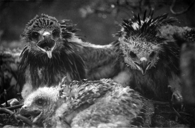    Н. Сладков. Молодые коршуны. 1960-е -1970-е гг. / Фото: Музей Мирового океана